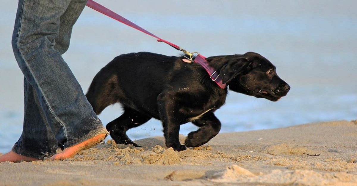 Riflesso di opposizione del cane: come può rovinare l’addestramento