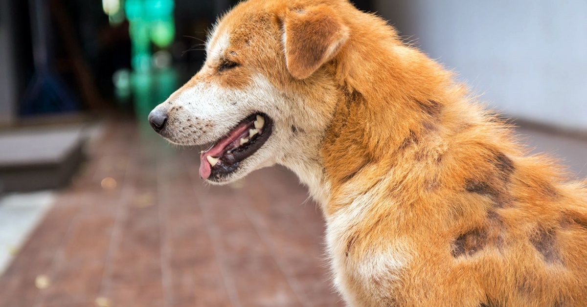 Rimedi domestici per cani con la rogna: i migliori