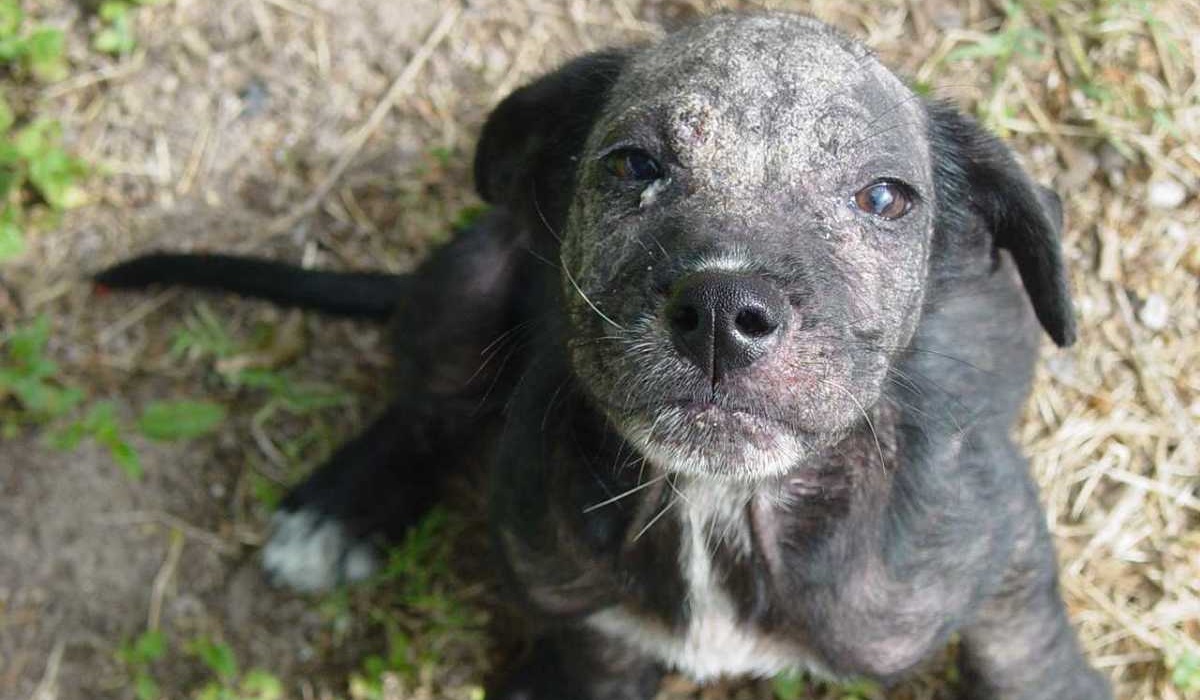 cucciolo di cane con la rogna demodettica