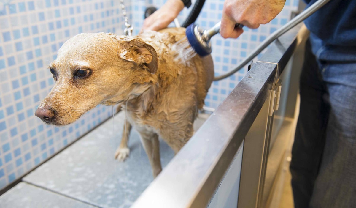 fare il bagno al cane