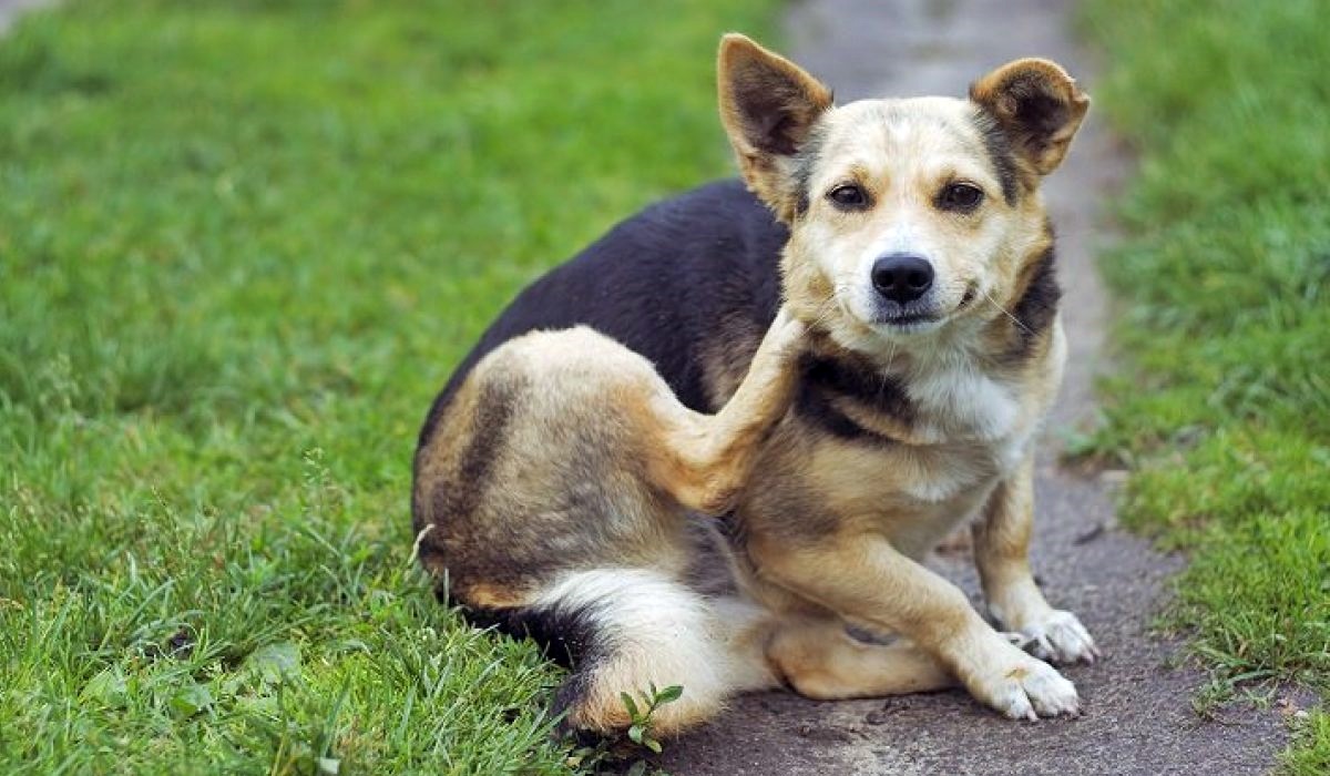 cane che si gratta