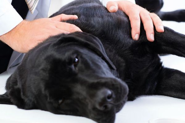 rimedi domestici per i vermi del cane