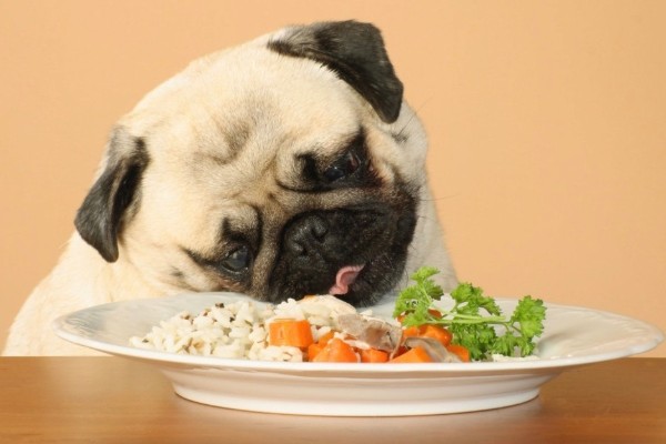 cane mangia il riso bollito