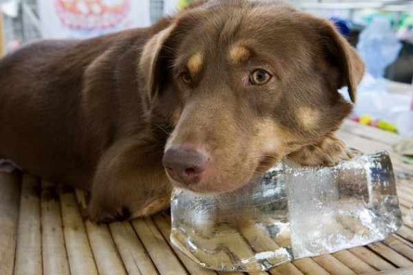 cane e ghiaccio