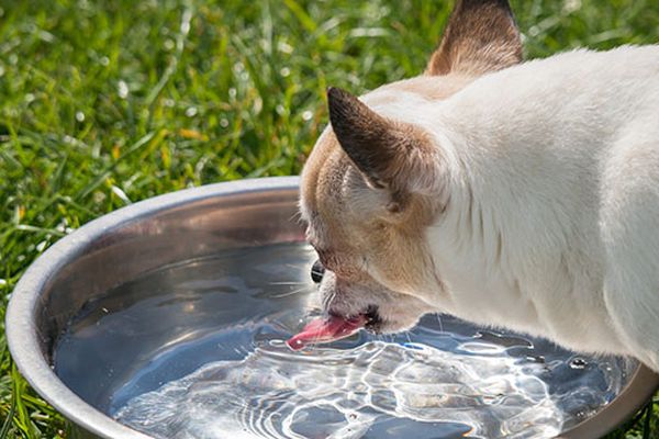 cane beve acqua
