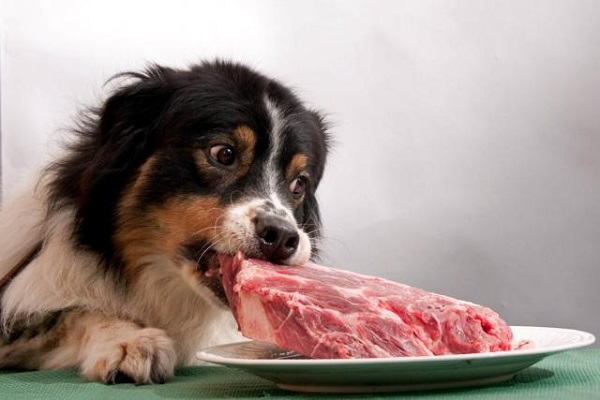 cane ruba carne