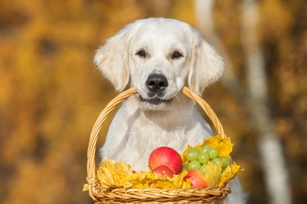 cane con cesto in bocca