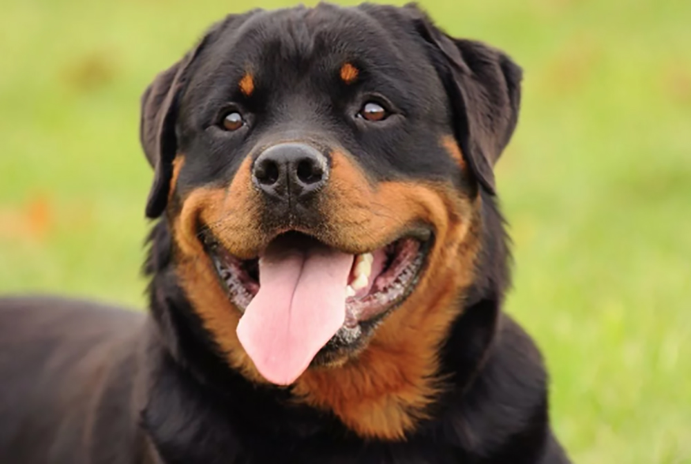 primo piano cane Rottweiler