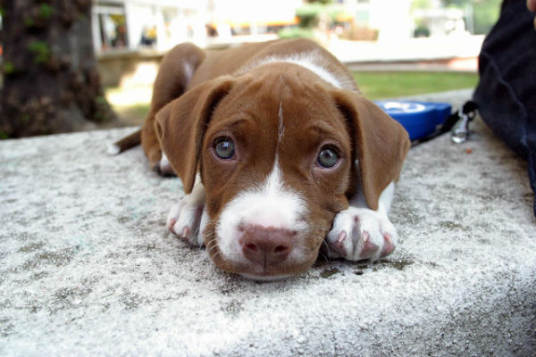 cane che guarda