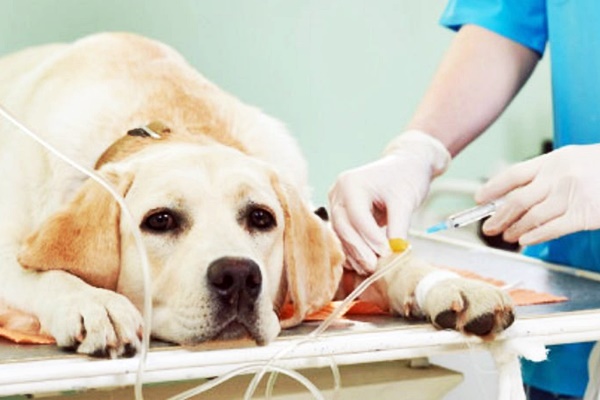 fare l'anestesia al cane