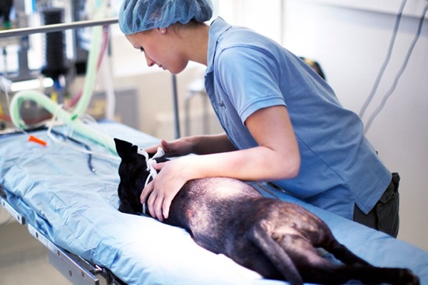 cane operato dal veterinario