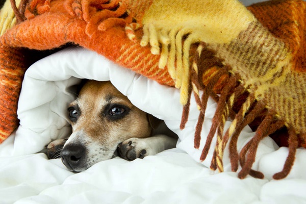 cane sotto le coperte