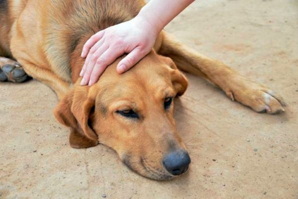 dare una carezza al cane