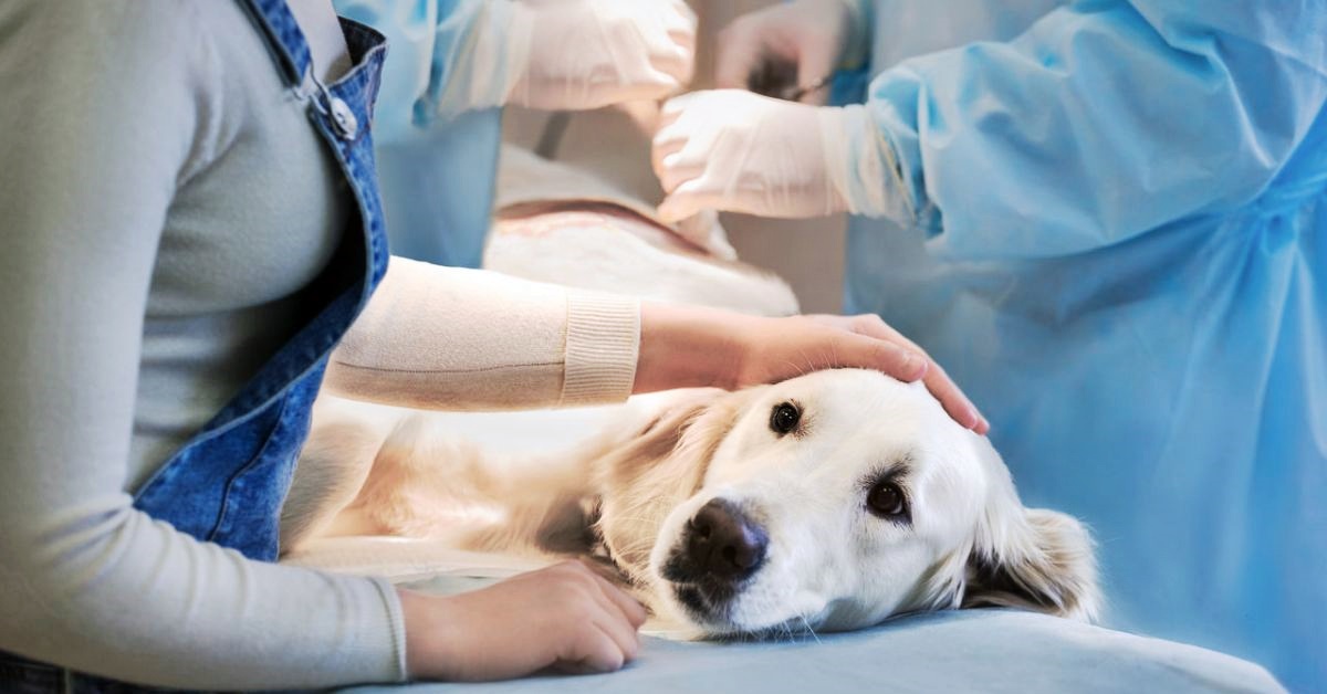 Sedastart per cani: perché il veterinario usa questo farmaco?