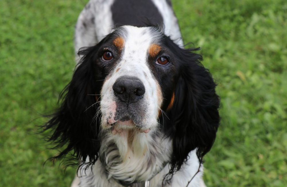 primo piano cane razza setter inglese