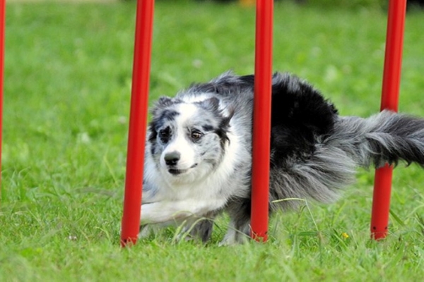 come insegnare lo slalom al cane