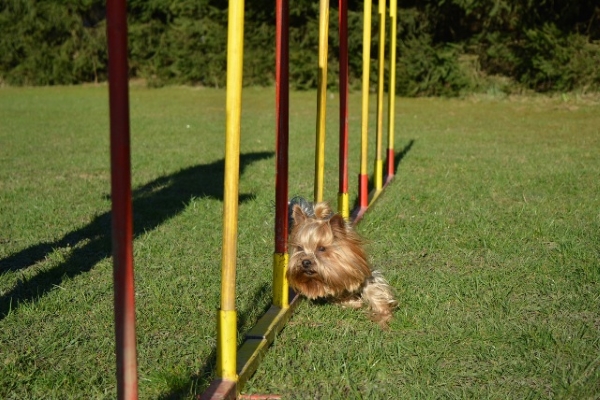 sport di agilità