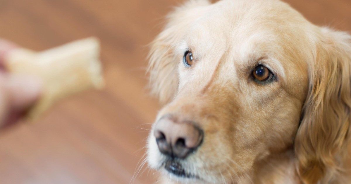 Snack croccanti per cani fatti in casa: la ricetta