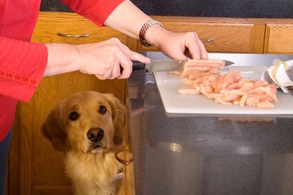 cane guarda il cibo sul tavolo