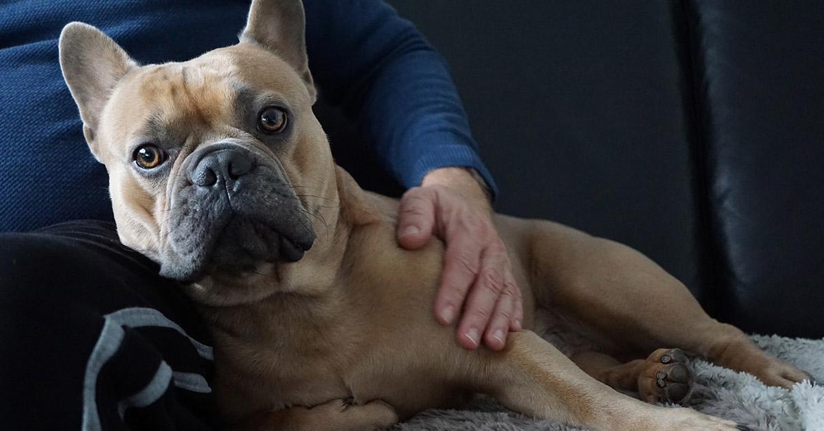 Cane di segno pesci: caratteristiche, temperamento