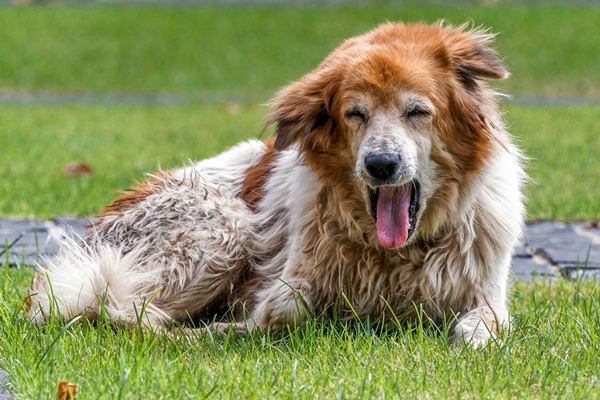 cane che vomita