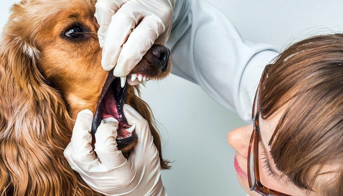 cane dal veterinario