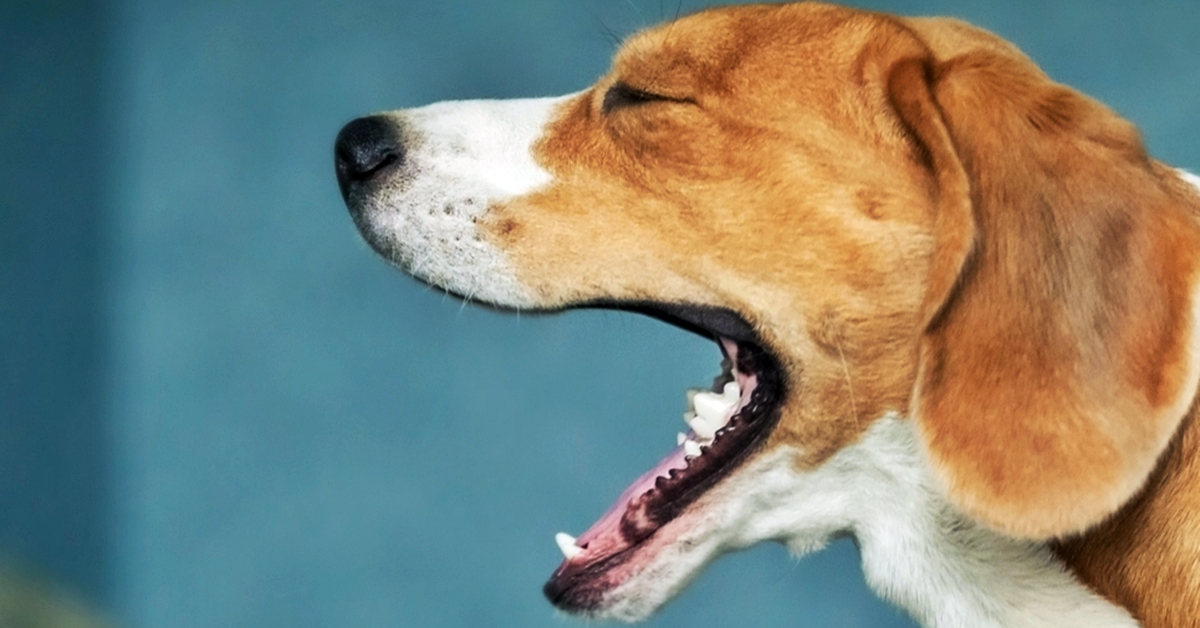 Spasmo laringeo nel cane: cosa sapere sui conati di vomito