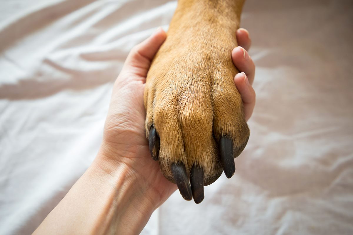 tenere la zampa al cane