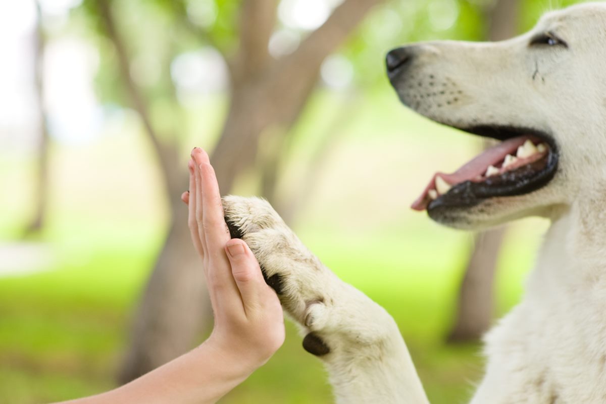 batti cinque con il cane