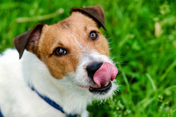 cane che si lecca i baffi