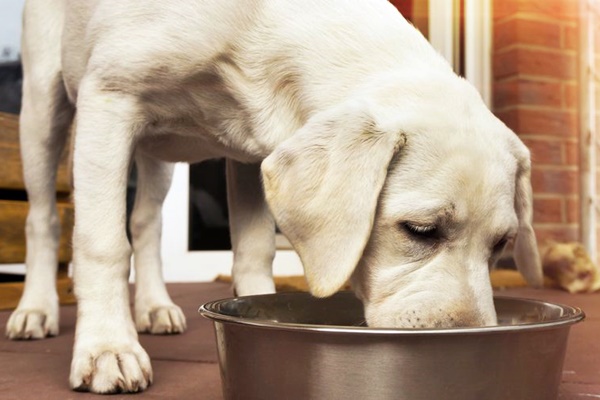 cane bianco che mangia