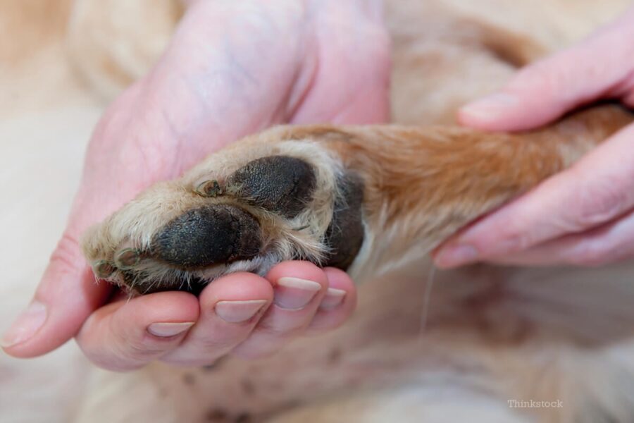 donna cura zampa del cane