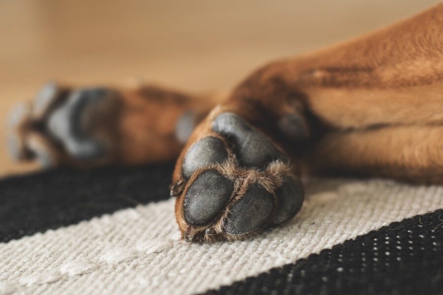 zampe di cane su tappeto