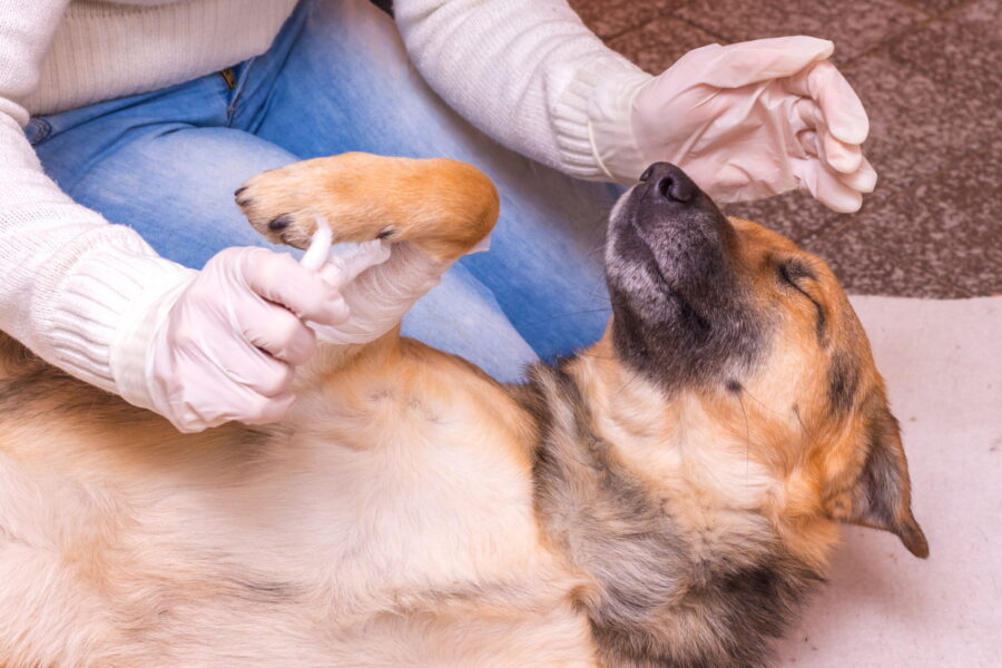 cane con dolore alla zampa