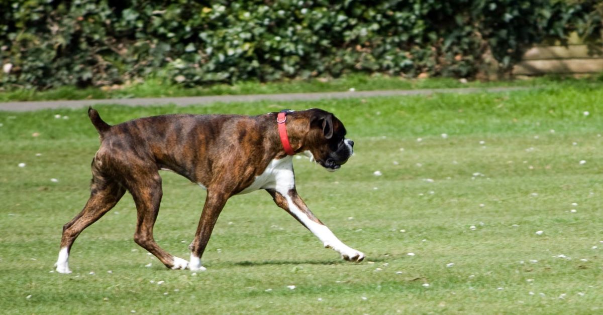 Cane tigrato inverso: che cos’è? Che particolarità ha?