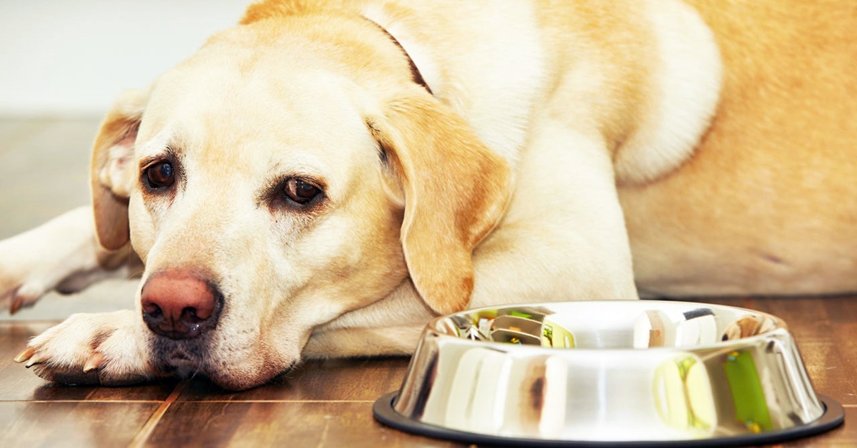 Strongilosi del cane: campanelli d’allarme e cura