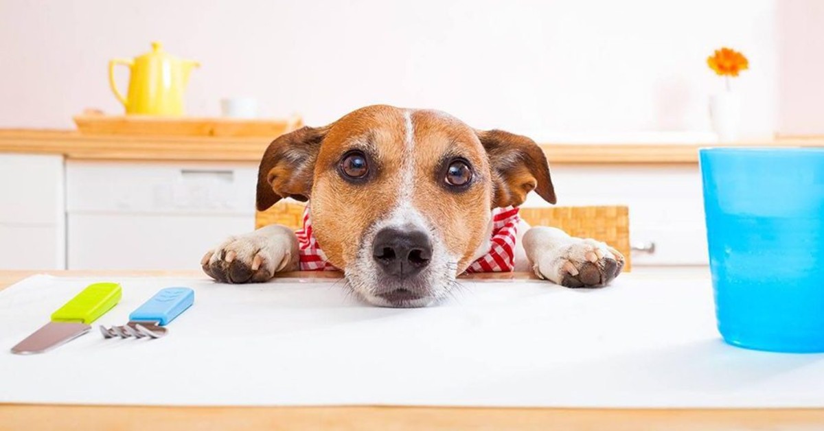 Stufato caldo per cani: ricetta fatta in casa semplice e veloce