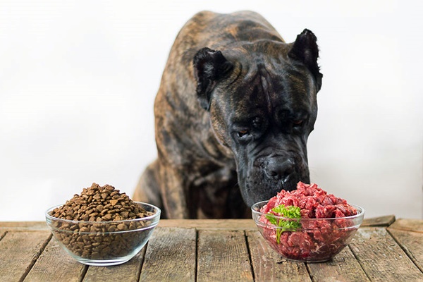 cane indeciso tra croccantini o carne