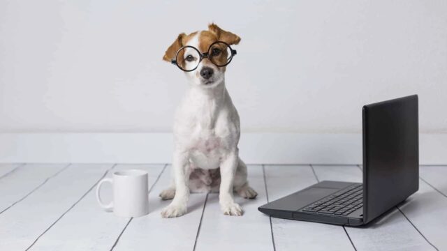 Come si fa a testare l’intelligenza del cane?