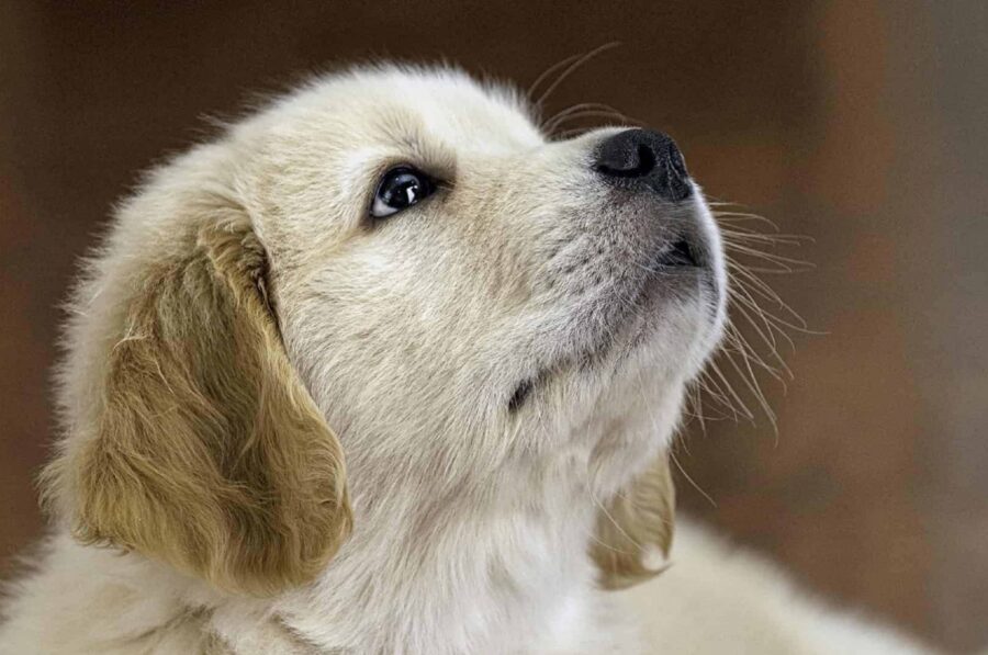 cucciolo di cane