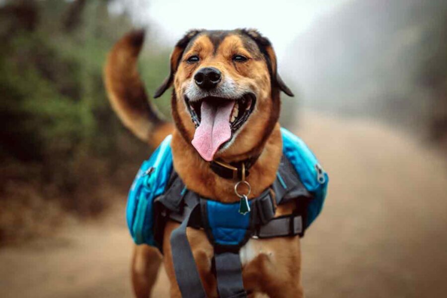 cane avventuroso
