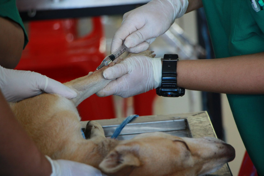 cane fa esami dal veterinario