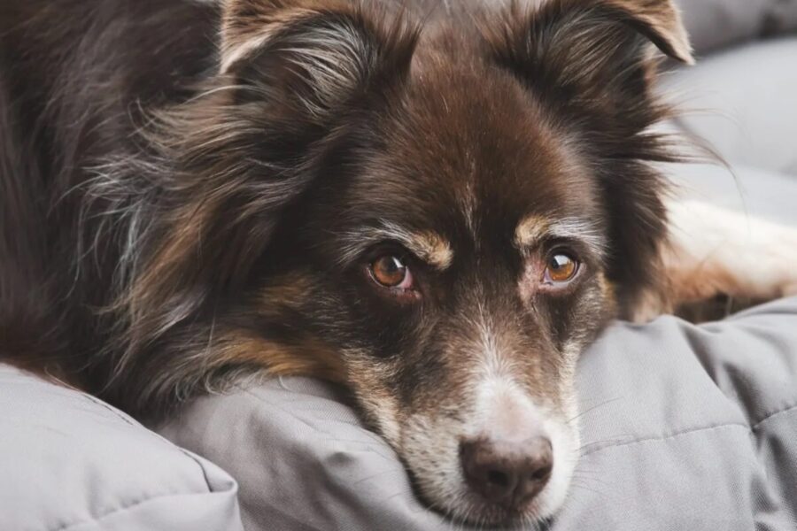 cane sul divano