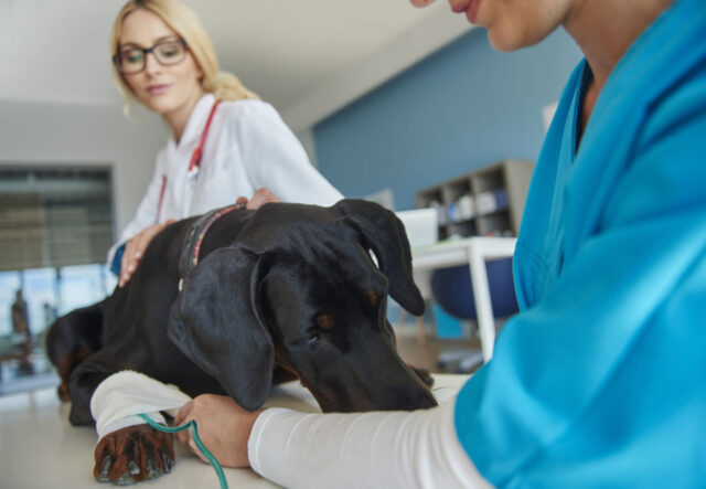 Tetano nel cane: cosa sapere su questa malattia?