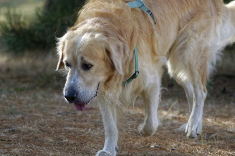 cane non si sente bene