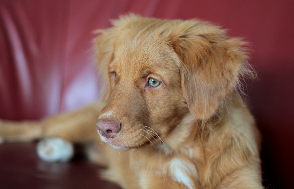 Cane di segno capricorno: caratteristiche, temperamento