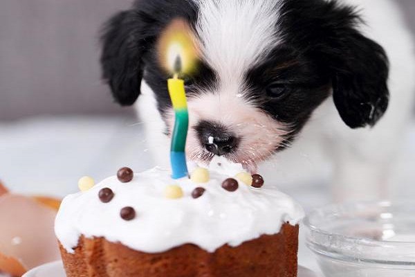 cane fa il compleanno