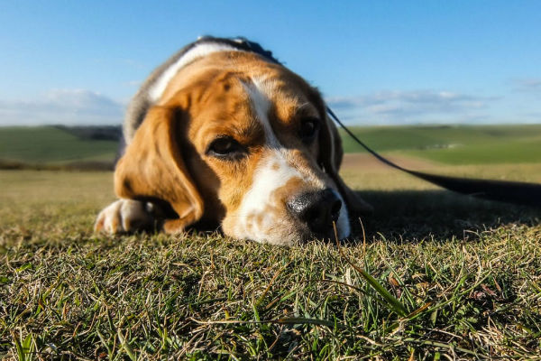 cane coricato