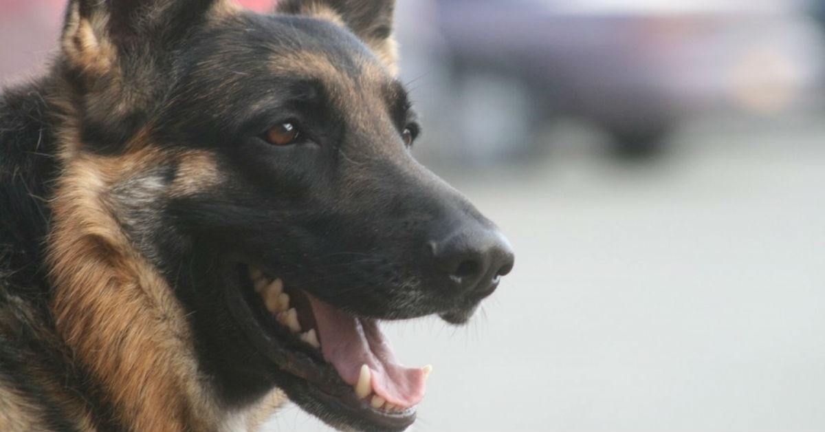 Come si può trasportare un cane ferito (in modo sicuro)?