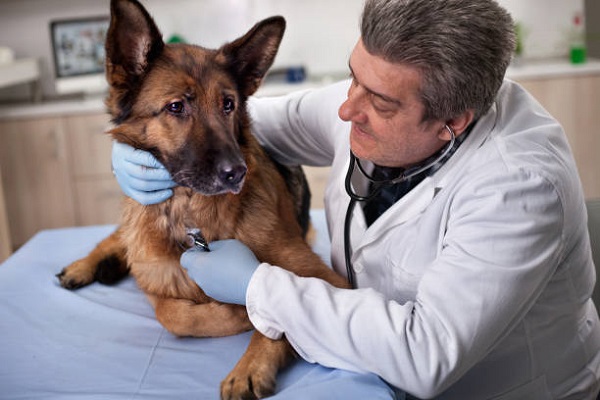 cane e veterinario